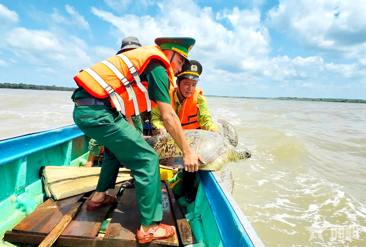 Ngư dân Cà Mau liên tiếp cứu hộ, thả vích và đồi mồi về biển